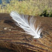 white-feather-834583_640